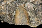 Two Fossil Crocodile Teeth And Limb Bone Section - Texas #116736-4